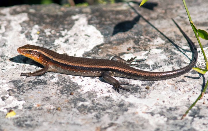 Many-lined Sun Skink (Mabuya multifasciata)