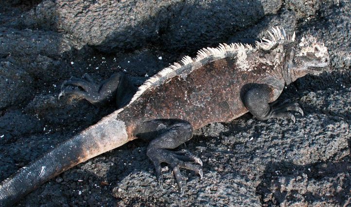 Marine iguana (Amblyrhynchus cristatus) on Fernandina 