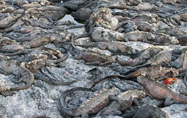 Marine iguana (Amblyrhynchus cristatus) piled up on Fernandina 