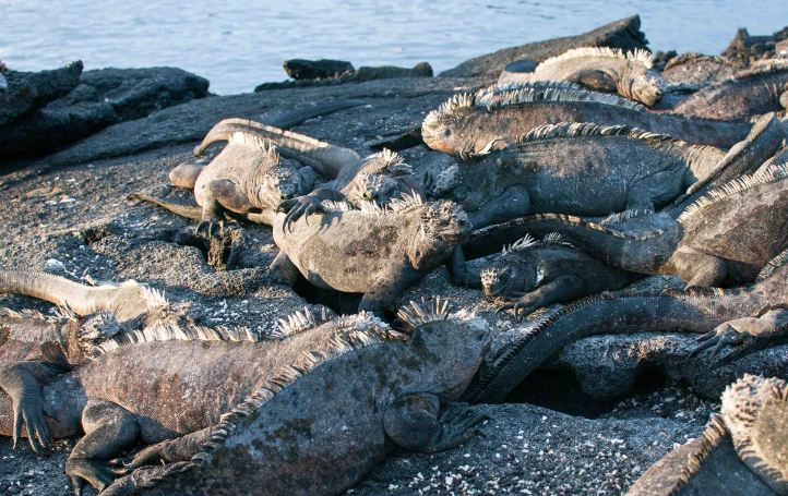 Marine iguana (Amblyrhynchus cristatus) on Fernandina 