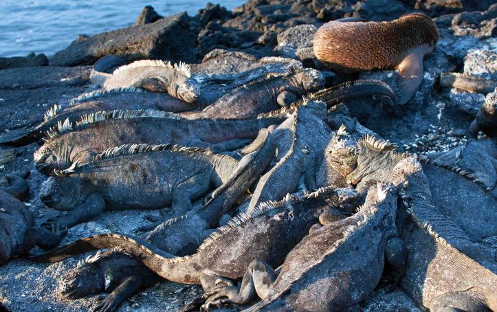 Marine iguanas (Amblyrhynchus cristatus) in a pile on Fernandina