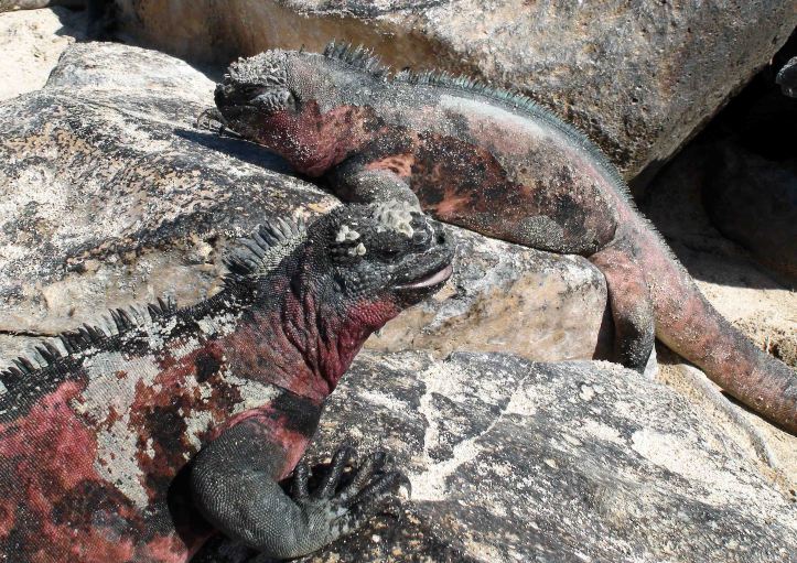 Marine iguanas (Amblyrhynchus cristatus sbsp. venustissimus)