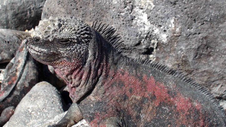 Marine iguana (Amblyrhynchus cristatus sbsp. venustissimus)