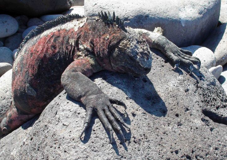 Marine iguana (Amblyrhynchus cristatus sbsp.  venustissimus) 