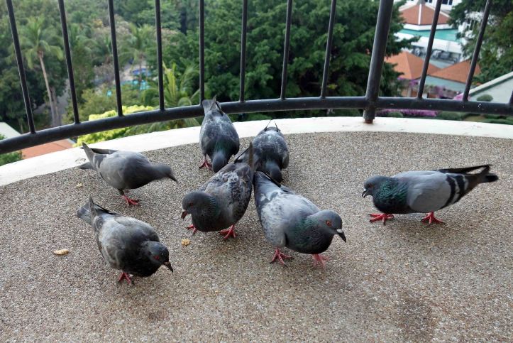 Pigeons feeding on a hotel balcony