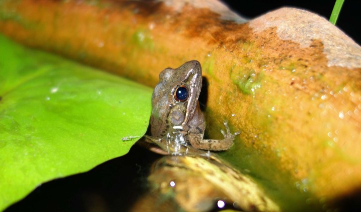Sapgreen Stream Frog (Hylarana nigrovittata) 