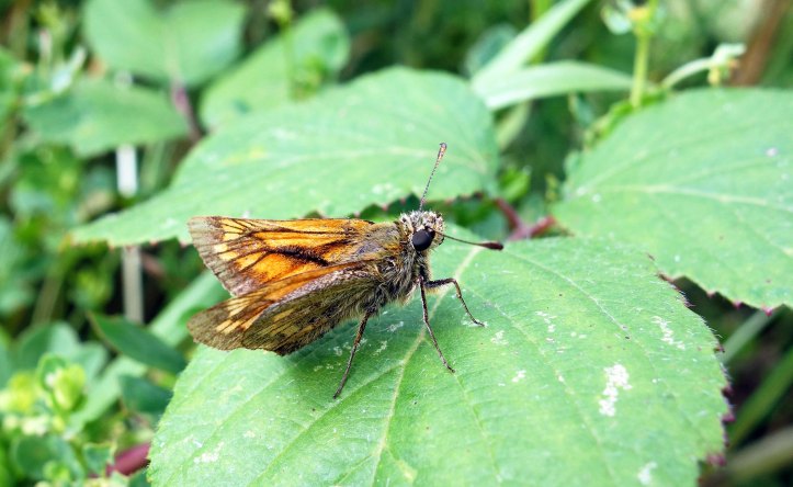 Small Skipper (Thymelicus sylvestris) male Bedfordshire