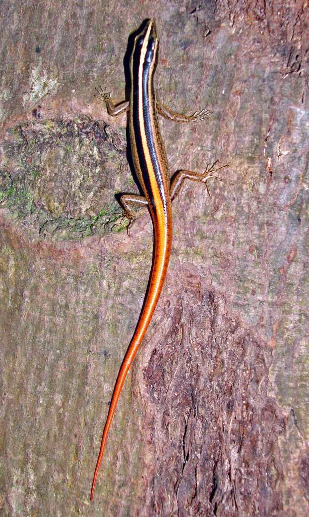 Striped tree skink (Lipinia vittigera)