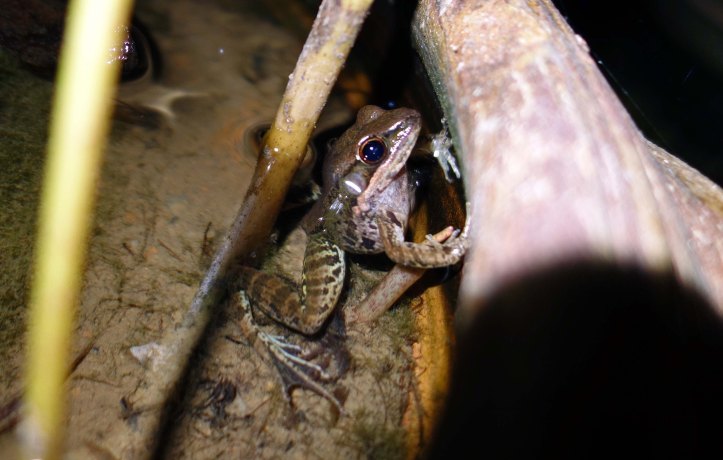 Sapgreen Stream Frog (Hylarana nigrovittata)  showing markings on leg and body