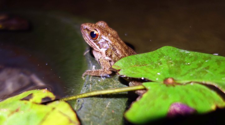 Sapgreen Stream Frog (Hylarana nigrovittata) 