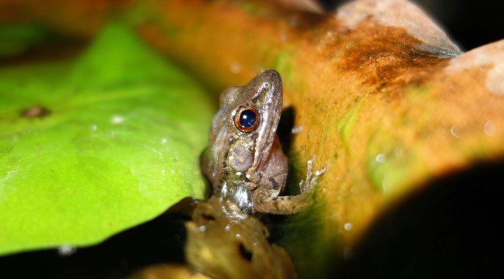 Sapgreen Stream Frog (Hylarana nigrovittata) 