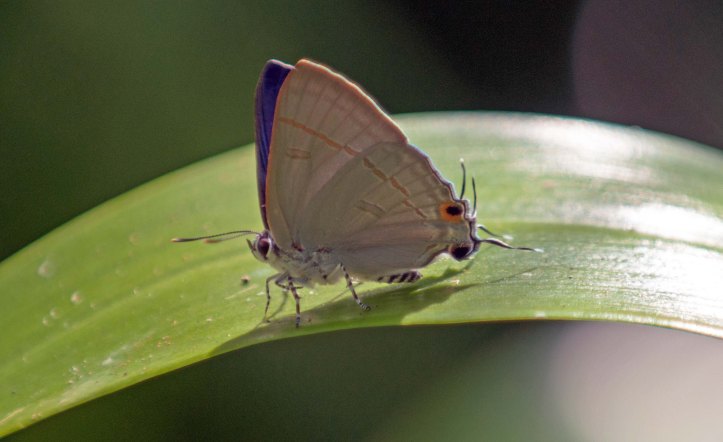  The Common Tit (Hypolycaena erylus himavantus) male 