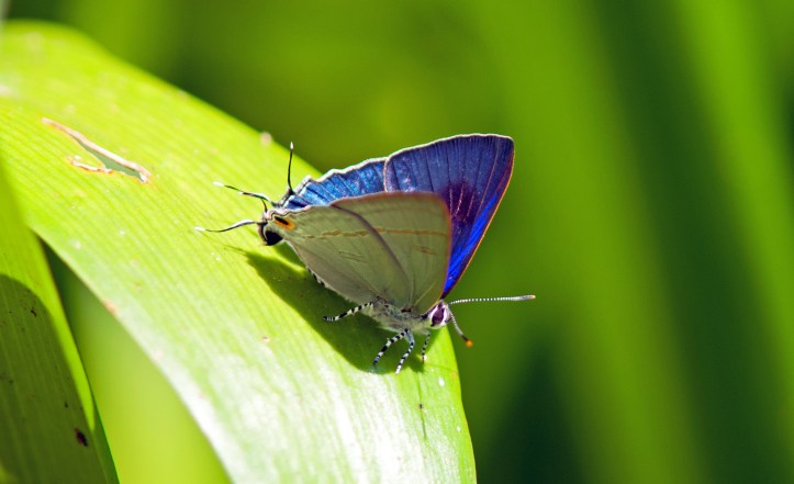 The Common Tit (Hypolycaena erylus himavantus) male 