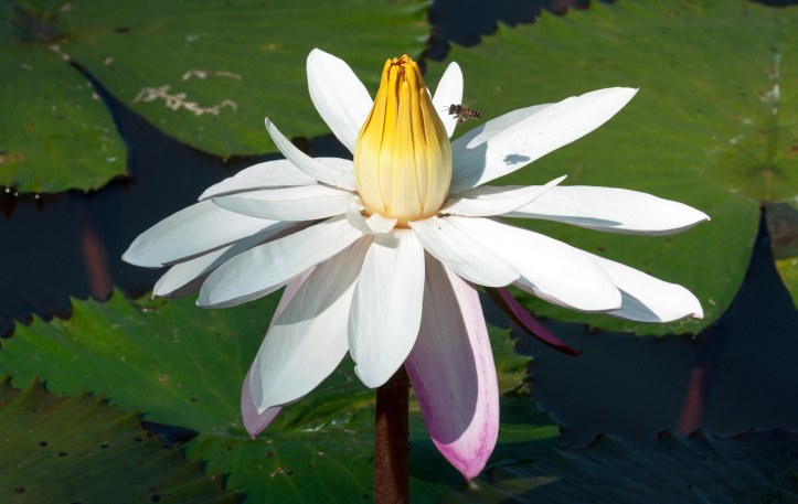 Water lily with bee