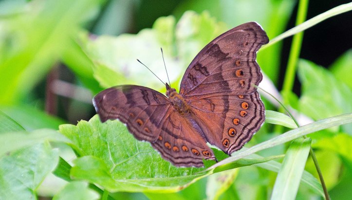 Brown pansy ( Junonia hedonia)  (Linnaeus, 1764) from N. Sulawesi, Indonesia