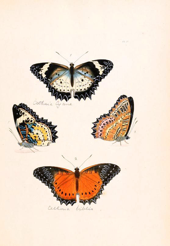 Cethosia biblis in Plate IV in Drury (1770-82)