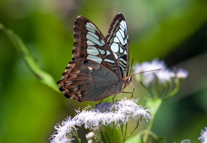 Clipper (Parthenos sylvia apicalis) feeding on flowers with stylet showing