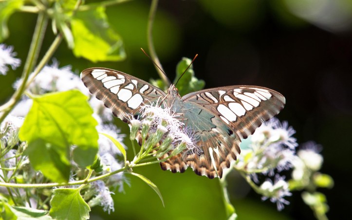 Clipper (Parthenos sylvia apicalis) showing lighter underside