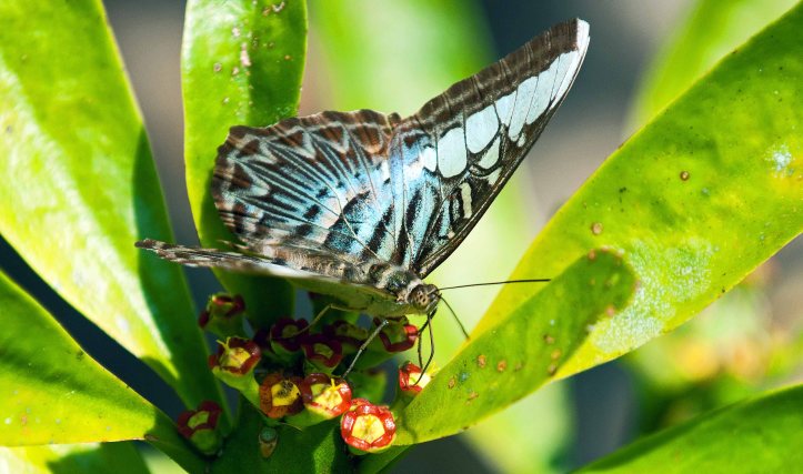 Clipper (Parthenos sylvia apicalis) feeding on nectar