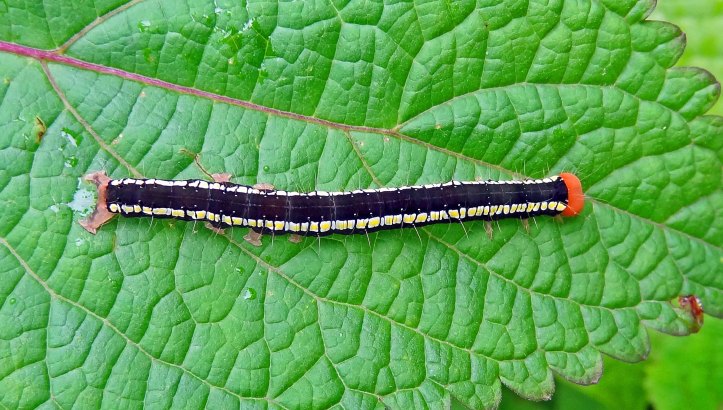 Lepidoptera, such as this caterpillar photographed in India, diversified in concert with flowering plants in the Cretaceous period.