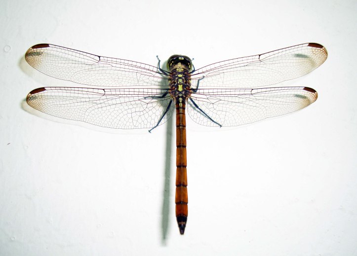 Dragonflies were a common sight in Carboniferous forests 