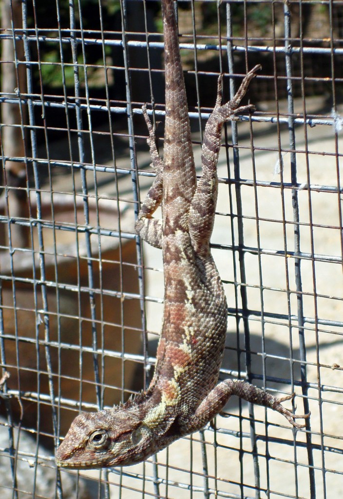 The Garden Fence Lizard (Calotes versicolor) Chiang Mai