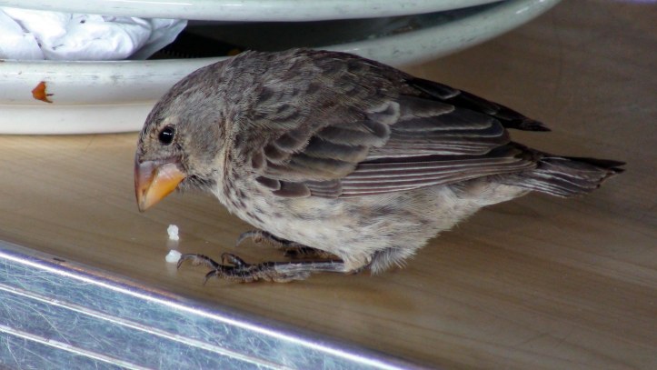 Darwin's Ground finch feeding on rice in the airport at Baltra, on the Galapagos Islands