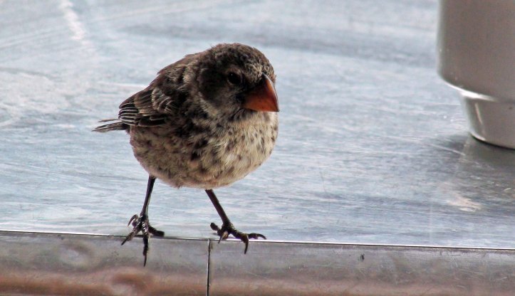 Darwin's ground finch