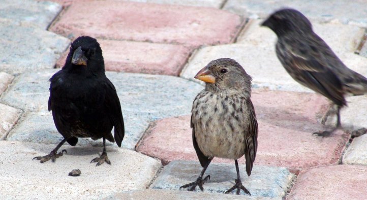 Darwin's ground finches on the The Galápagos Islands