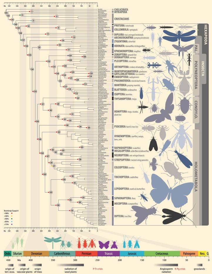 Fig. 1. Dated phylogenetic tree of insect relationships in Misof et al. (2014).
