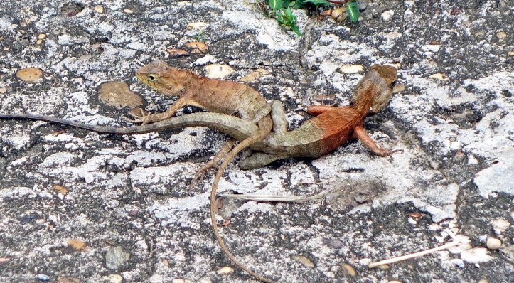 Mating Garden Fence Lizards (Calotes versicolor)
