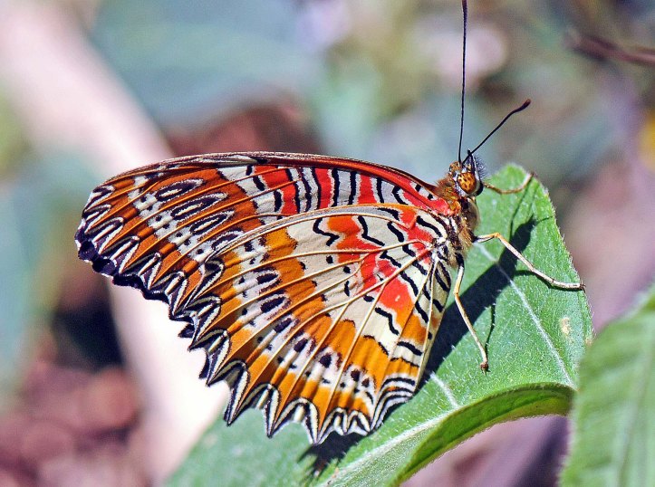 Red Lacewing Cethosia bilbis bilbis) male