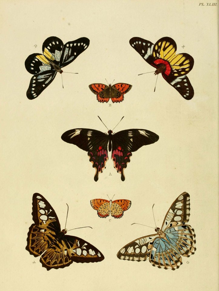 Original illustration of Parthenos sylvia from Cramer, P. & Stoll, C. ([1775]-1779-82) De uitlandsche Kapellen. Courtesy of the Biodiversity Heritage Library.