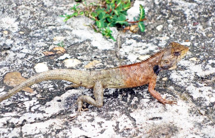 The Garden Fence Lizard (Calotes versicolor) 