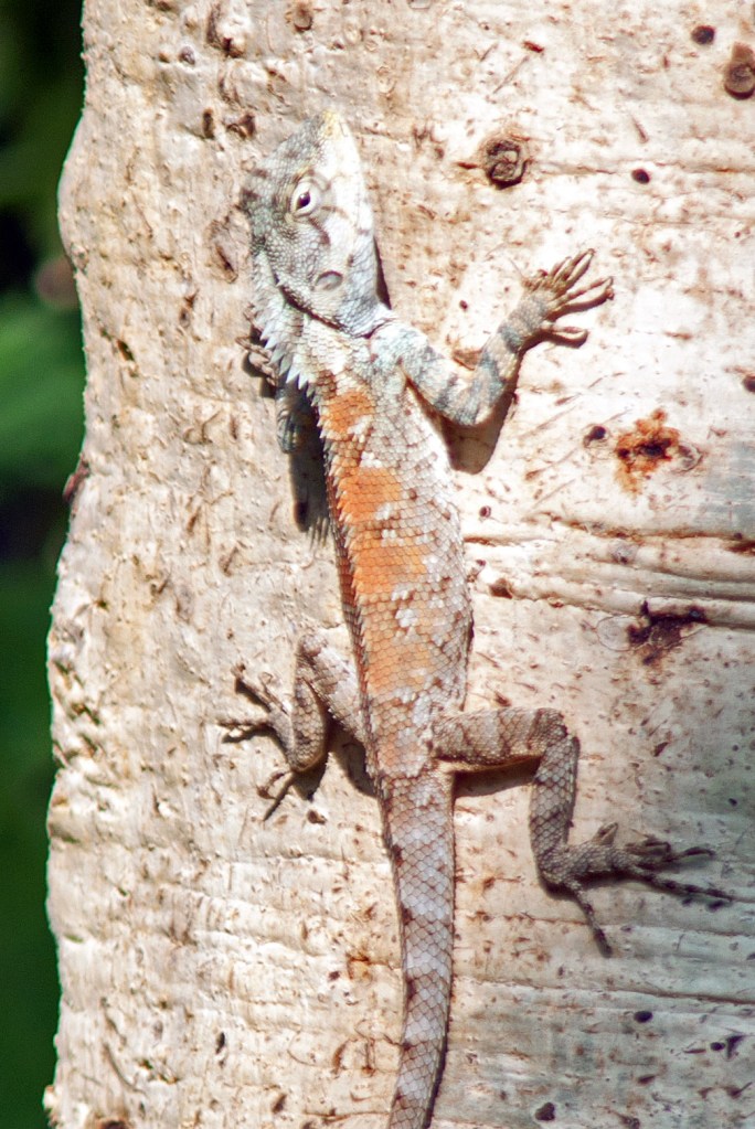 The Garden Fence Lizard (Calotes versicolor), northern Thailand.