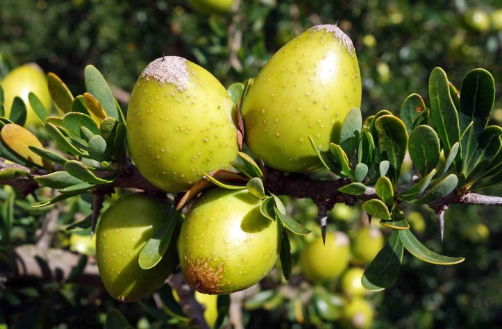 Argan (Argania spinosa) fruits