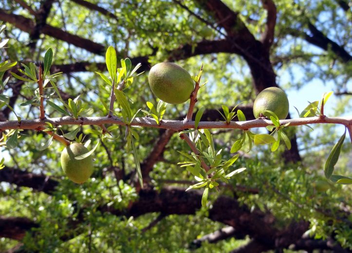 Argan nuts growing on a tree in Morocco