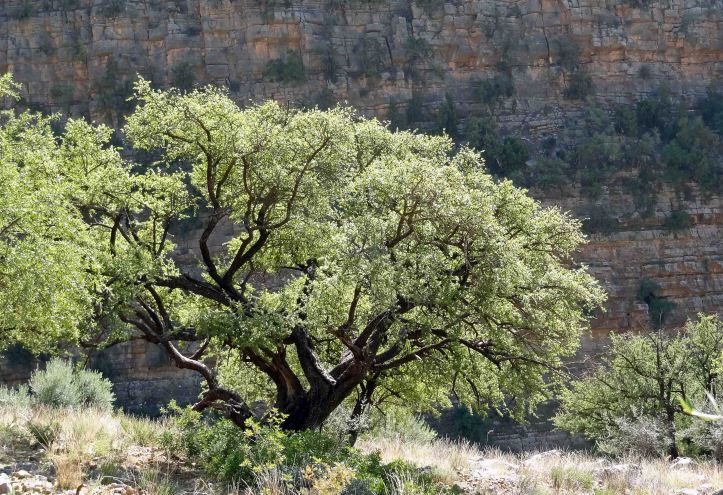 Argan tree (Argania spinosa) in Morocco