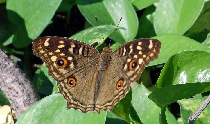 Lemon Pansy (Junonia lemonias)   (Linnaeus, 1758) Chon Buri