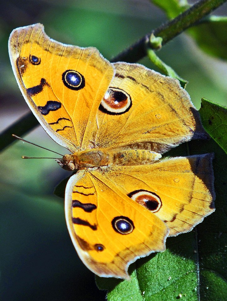 Peacock Pansy (Junonia almana almana)  (Linnaeus, 1758)