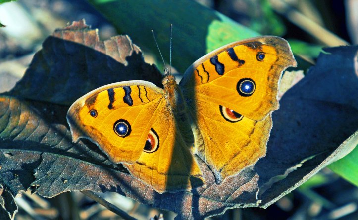 Peacock Pansy (Junonia almana) (Linnaeus, 1758) in northern Thailand