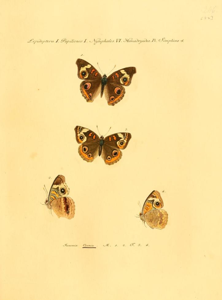 Junonia coenia Hübner, [1822]; Samml. exot. Schmett. 2 : pl. 32. https://openlibrary.org/