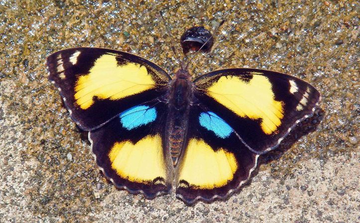 Yellow Pansy (Junonia hierta) (Fabricius, 1798) in northern Thailand