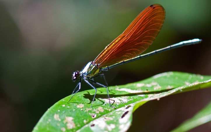  Anderson's Greenwing (Mnais andersoni) 
