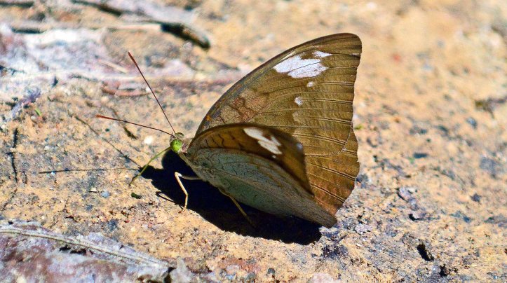 Common Earl (Tanaecia julii odilinia) 