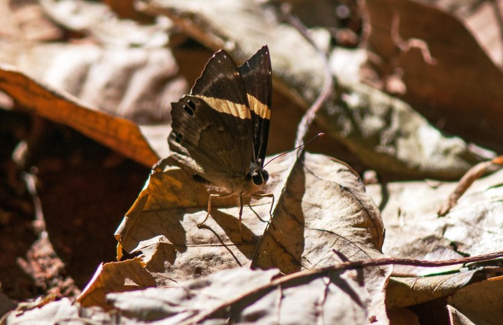 Dark Judy (Abisara fylla)