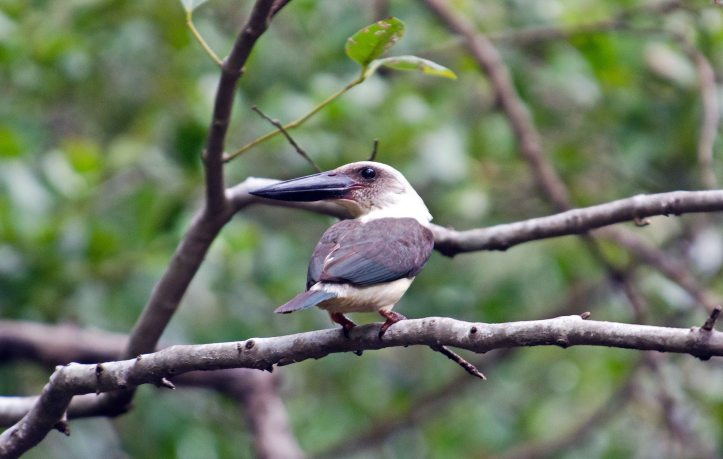 Great-billed Kingfisher 