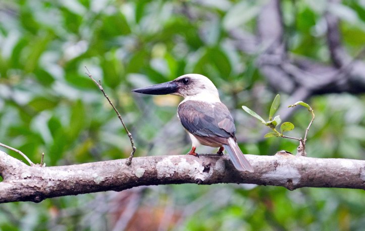 Great-billed Kingfisher 4_edited-1