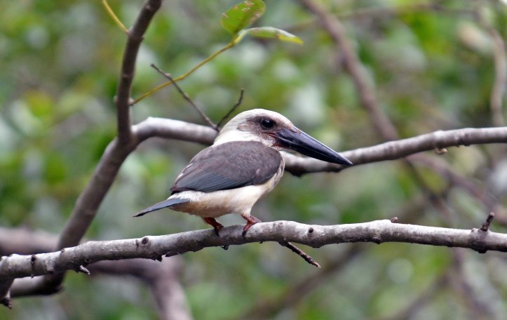 Great-billed Kingfisher