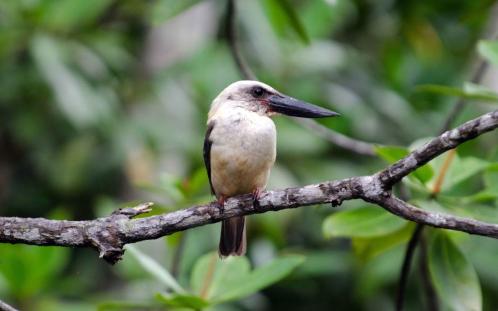  Great-billed Kingfisher